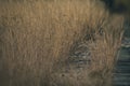 Brown and yellow strands of grass