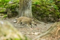 A brown and yellow striped wild boar piglet feeding himself on carrot