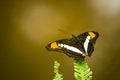 Brown, yellow and white butterfly with open wings sitting on a green fern leaf close-up macro Royalty Free Stock Photo