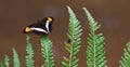 Brown, yellow and white butterfly with open wings sitting on a green fern leaf