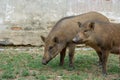 Brown short hair wild boars trespass through human living space