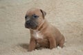 Brown young American stafford terrier posing