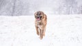 Brown Asian shepherd in winter day during snow