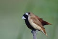 brown young bird under protection by perents, juvenile of chestnut munia