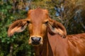 Brown young calf at agricultural farm Royalty Free Stock Photo