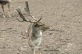 Brown young deer with antlers portrait on earth background