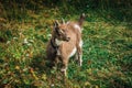 Brown baby goat Royalty Free Stock Photo