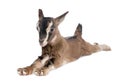 Brown Young Goat lying down (3 weeks old)