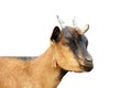 Brown young goat portrait over white background