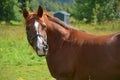 Brown young horse in field Bromont