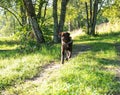 A brown young Labrodor is running along the road. Around green trees, bushes, grass. The dog has a watchdog collar.