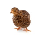 Young quail on a white background