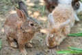 Brown young rabbit standing while others eating green grass Royalty Free Stock Photo