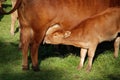 Brown young veal drinks milk from his mother