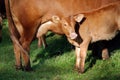 Brown young veal drinks milk from his mother
