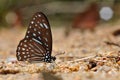 Brown zebra butterfly Royalty Free Stock Photo