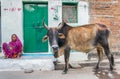 Brown zebu cow and old lady in the streets of Khajuraho Royalty Free Stock Photo