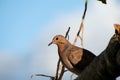 Brown zenaida dove bird perched on blurred branch with sky