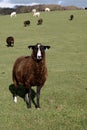 A Brown Zwartbles Rare Breed Sheep