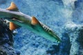 Brownbanded bamboo shark Chiloscyllium punctatum. Royalty Free Stock Photo