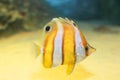 Brownbanded butterflyfish Royalty Free Stock Photo