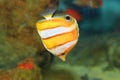 Brownbanded butterflyfish Royalty Free Stock Photo