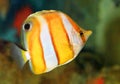 Brownbanded butterflyfish Royalty Free Stock Photo