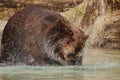 Brownbear Royalty Free Stock Photo