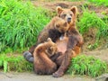 Brownbear Royalty Free Stock Photo