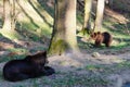 A Brown bear Royalty Free Stock Photo