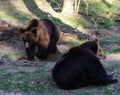 A Brown bear Royalty Free Stock Photo