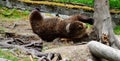 Brown bear Royalty Free Stock Photo