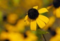 Browneyed Susan, brown-eyed Susan, thin-leaved coneflower, three