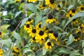 Browneyed susan Rudbeckia triloba.