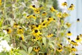 Browneyed susan Rudbeckia triloba.