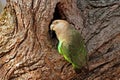 Brownheaded parrot