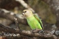 Brownheaded parrot Poicephalus cryptoxanthus is sitting on the branch