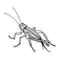 Brownie cricket. Vector stock illustration eps10. Hand drawing, outline. Isolate on a white background. Royalty Free Stock Photo