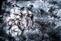 Brownies with sugar icing on black slate. Chocolate cakes on a texture background. A lot of cookies. Cook at home Royalty Free Stock Photo