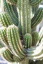 Browningia chlorocarpa cactus succulent from mexico abstract view Royalty Free Stock Photo