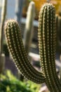 Browningia chlorocarpa cactus succulent from mexico abstract view Royalty Free Stock Photo