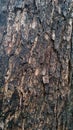 Angsana tree bark is brownish black Royalty Free Stock Photo