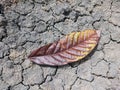 The brownish-brown leaves fall on dry ground with cracks in the garden. Royalty Free Stock Photo