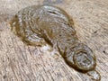 brownish green goose droppings spread out on the floor