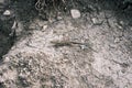 Brownish-green lizard crawls along the ground. Close-up of a small lizard in the highlands Royalty Free Stock Photo