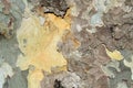 Brownish plane tree sycamore bark detail Royalty Free Stock Photo