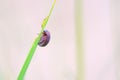 Brownish red leaf beetle