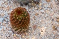 Brownish-red spine Mammillaria carmenae rubrispina globular cactus grows in natural desert