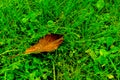 Brownish red tree leaf falls in green grass Royalty Free Stock Photo