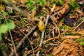 Brownish slug in the forest litter, canada Royalty Free Stock Photo